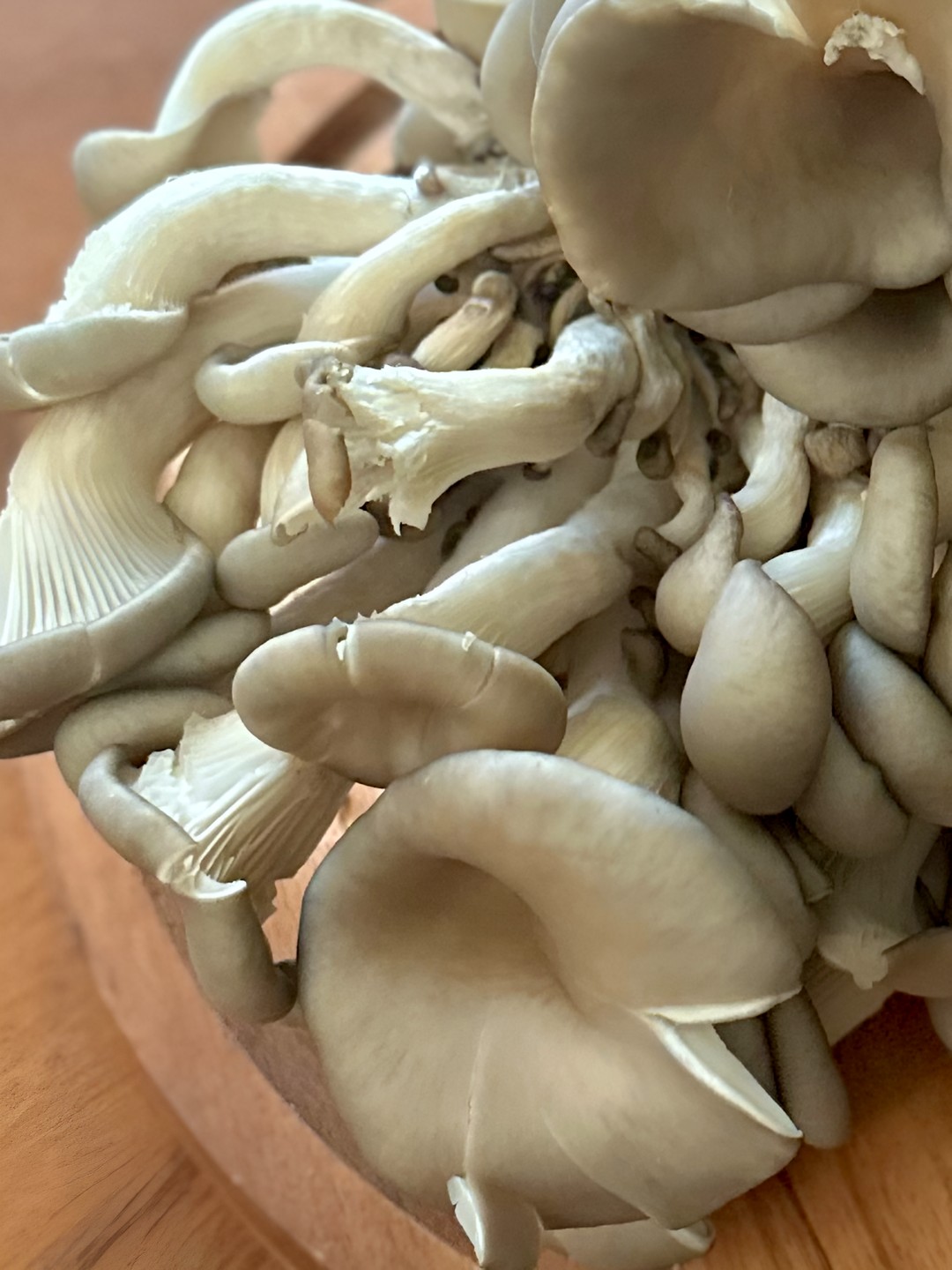 Blue oyster mushrooms