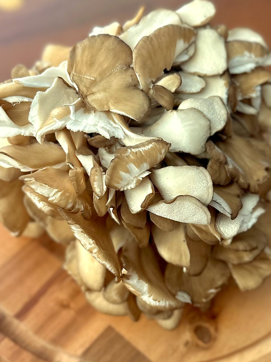 Maitake
