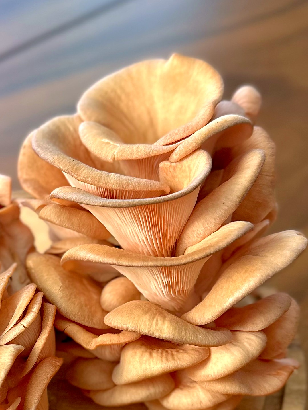 Pink oyster mushrooms